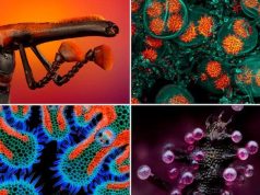 Imágenes microscópicas que revelan detalles del universo