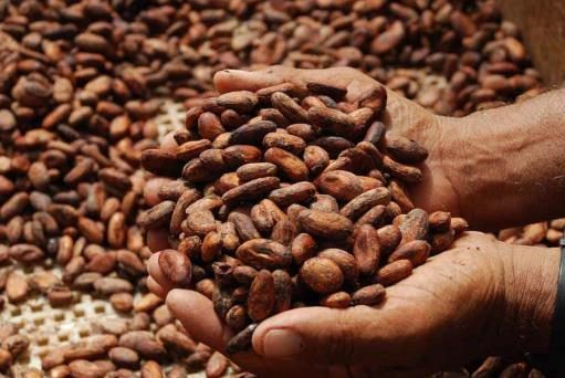 Los altos precios del cacao alentarían la inversión