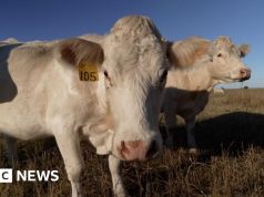 En Nebraska, el estado natal de Tim Walz, se está llevando a cabo una campaña electoral crucial